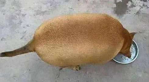 奇異狗