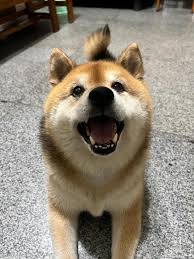 柴柴